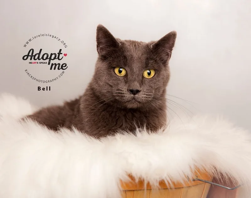 An adult medium-sized female Blue Cream Domestic Short Hair cat named Bell for adoption in Salt Lake City, UT