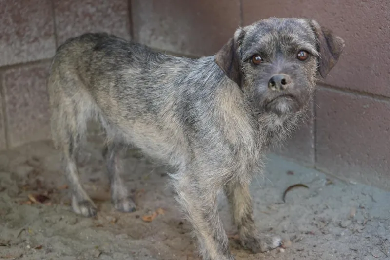 A baby small-sized male Terrier dog named Oreo for adoption in Coachella, CA