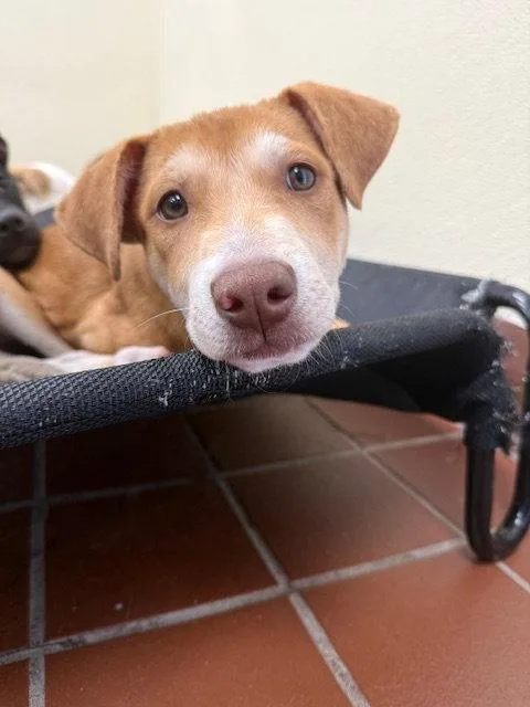 A baby medium-sized female Labrador Retriever dog named Sunny for adoption in Lake Hopatcong, NJ