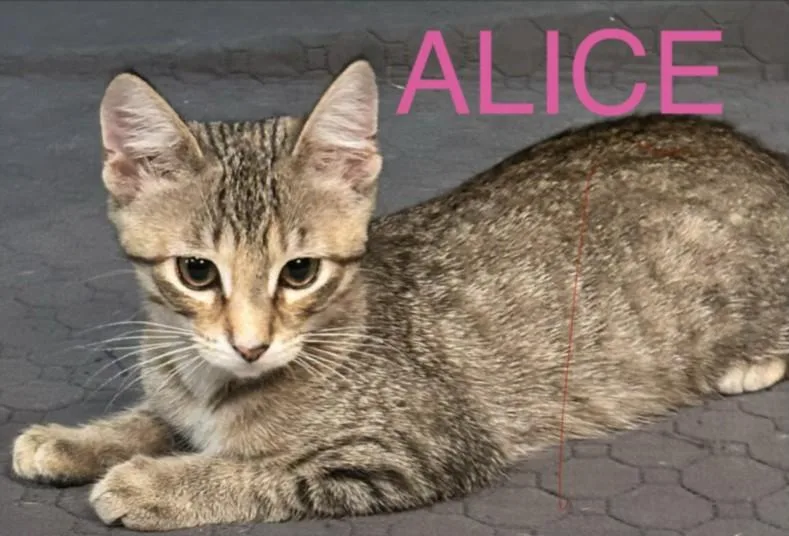 Alice