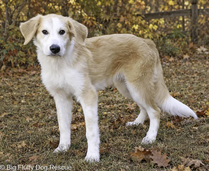 A baby large-sized male Golden Great Pyrenees dog named Brick for adoption in Nashville, TN