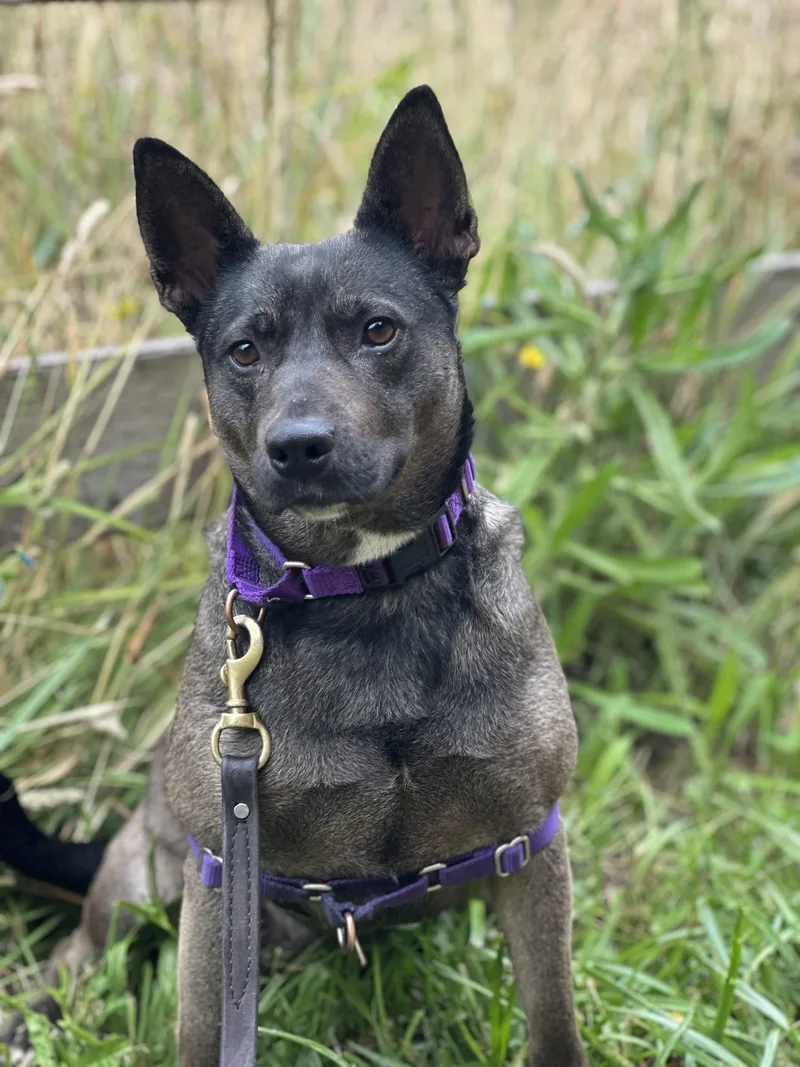 An adult medium-sized female Sable Mixed Breed dog named Trudy for adoption in Petaluma, CA