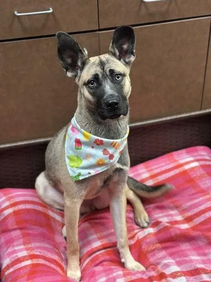 A young medium-sized female Terrier dog named Amelia for adoption in Irving, TX