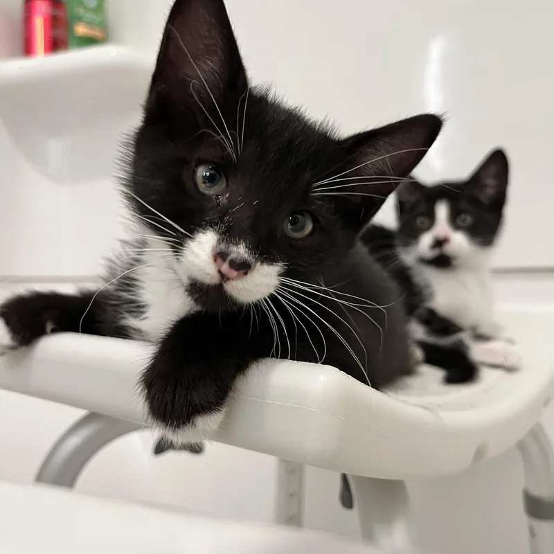 A baby medium-sized male Black & White / Tuxedo Domestic Short Hair cat named Lookout for adoption in Hudsonville, MI