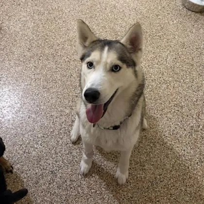 An adult medium-sized female White / Cream Husky dog named Diamond for adoption in West Swanzey, NH