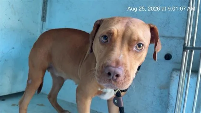 An adult medium-sized female Pit Bull Terrier dog named A for adoption in Ocala, FL