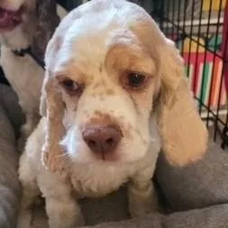 An adult small-sized male Cocker Spaniel dog named Milo IL for adoption in Parker, CO
