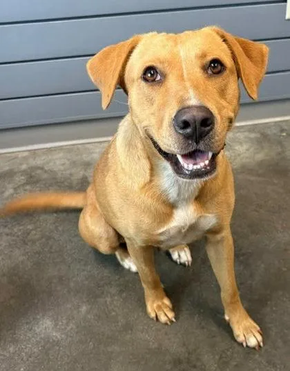 An adult large-sized female Retriever dog named Marley for adoption in Brunswick, GA