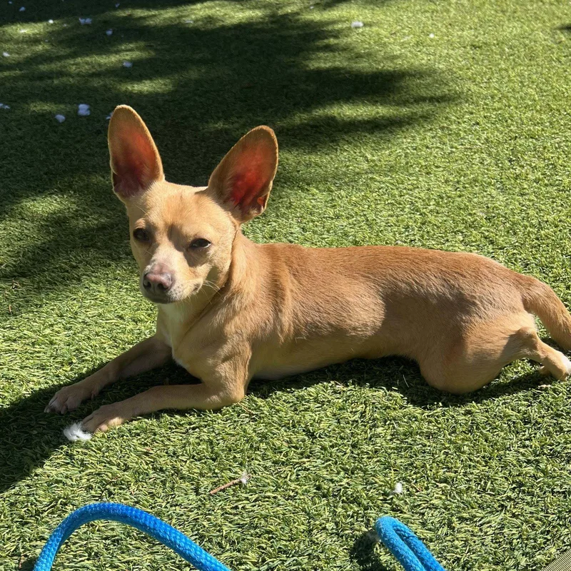 An adult small-sized male Chihuahua dog named Simon for adoption in San Jose, CA
