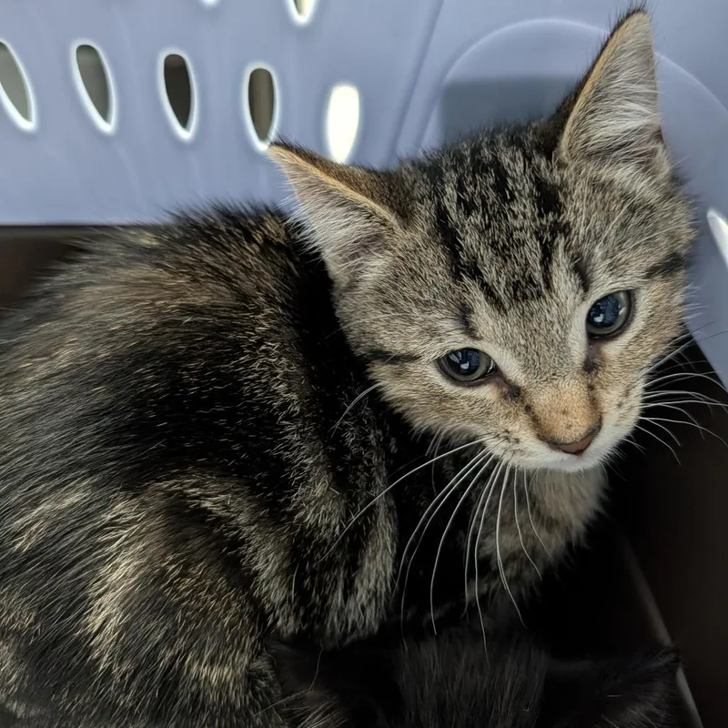 A baby small-sized male Domestic Short Hair cat named Marble for adoption in Indianapolis, IN