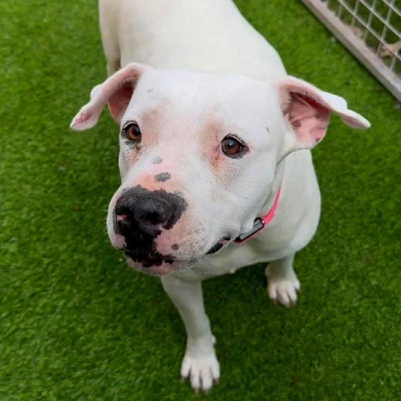 An adult large-sized female White / Cream Pit Bull Terrier dog named Lyka for adoption in Tampa, FL