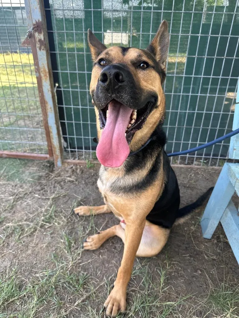 A young large-sized male German Shepherd Dog dog named Shadow for adoption in New Braunfels, TX