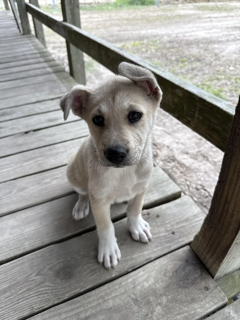A baby medium-sized female White / Cream Labrador Retriever dog named Sue for adoption in Cleveland, TX
