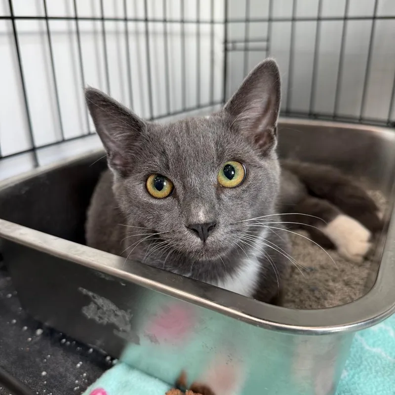 A young medium-sized male Gray / Blue / Silver Domestic Short Hair cat named Peko for adoption in Bradenton, FL