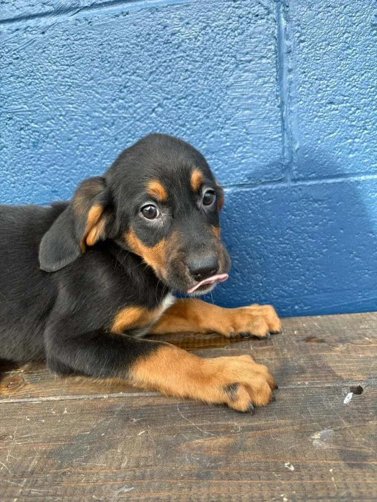 A young medium-sized male Coonhound dog named Waylon for adoption in Chuckey, TN