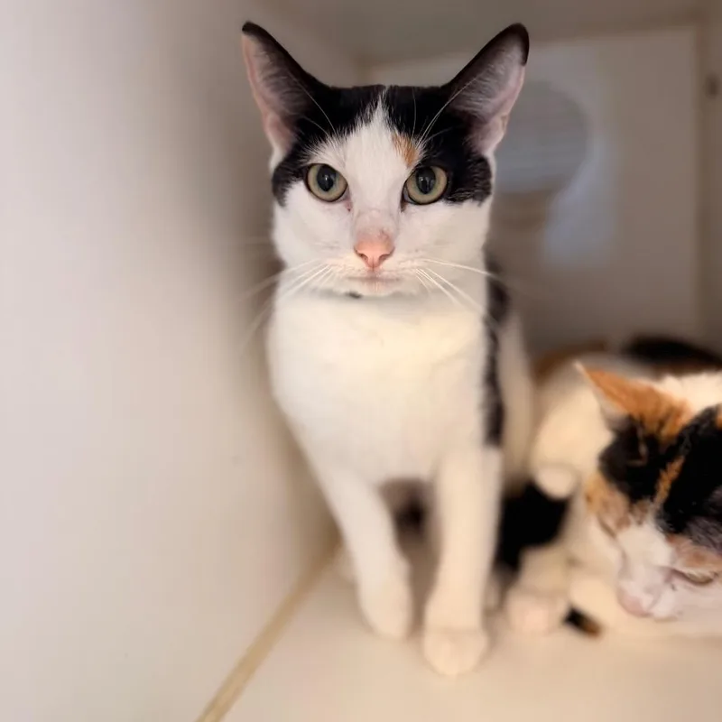 A young medium-sized female Calico Domestic Short Hair cat named Daffodil for adoption in Pasadena , MD