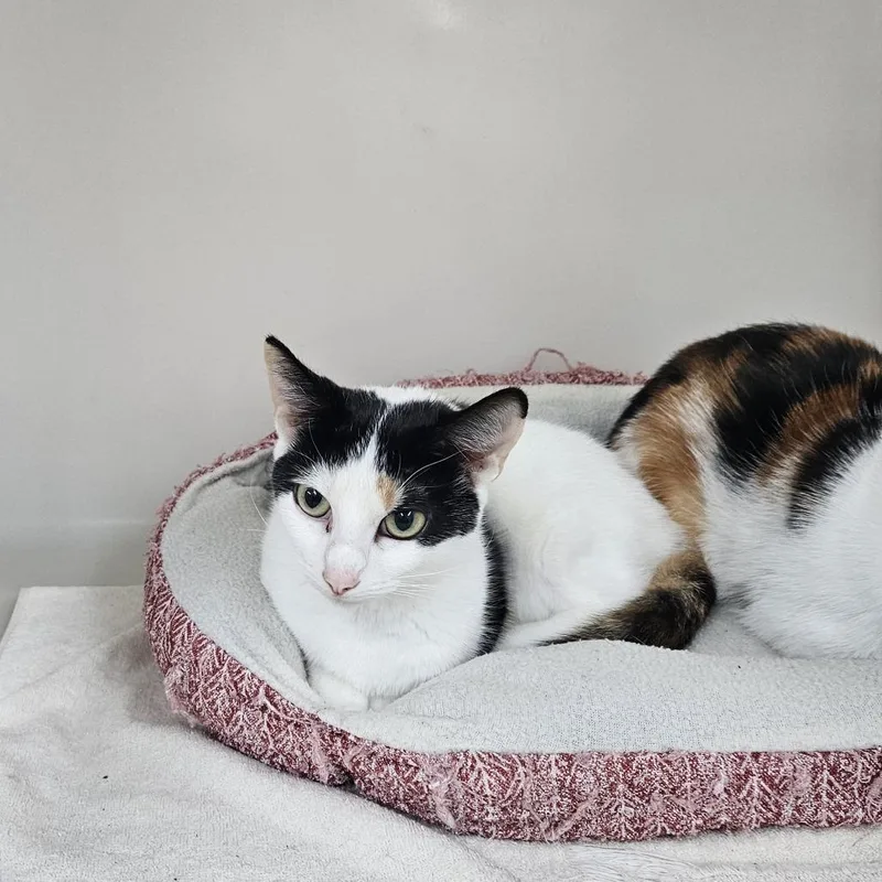 Daffodil thumbnail 4