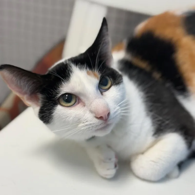 Daffodil thumbnail 5