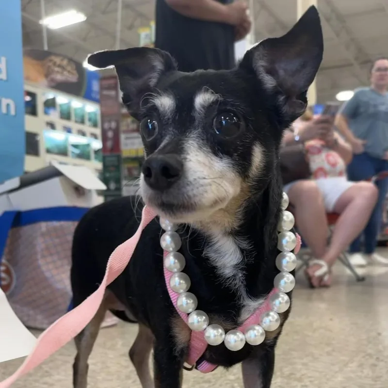 A senior small-sized female Black Chihuahua dog named Peso for adoption in Santa Fe, TX