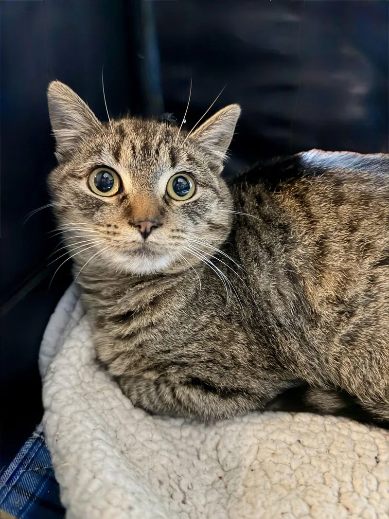 A young medium-sized female Domestic Short Hair cat named Aqui for adoption in San Jose, CA
