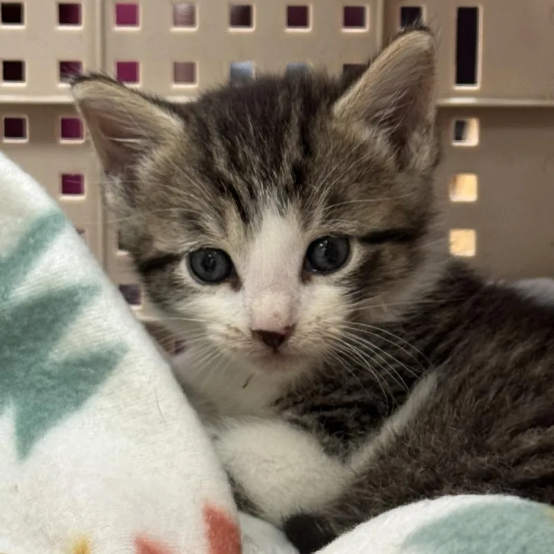 A baby small-sized female White Domestic Short Hair cat named Buddy for adoption in North Canton, OH
