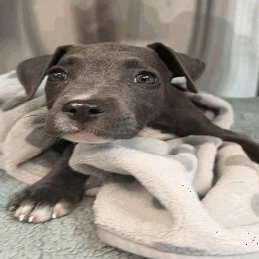A baby small-sized female Gray / Blue / Silver Pit Bull Terrier dog named Penelope for adoption in Indianapolis, IN