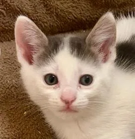 A baby medium-sized female Domestic Short Hair cat named Emery for adoption in San Jose, CA