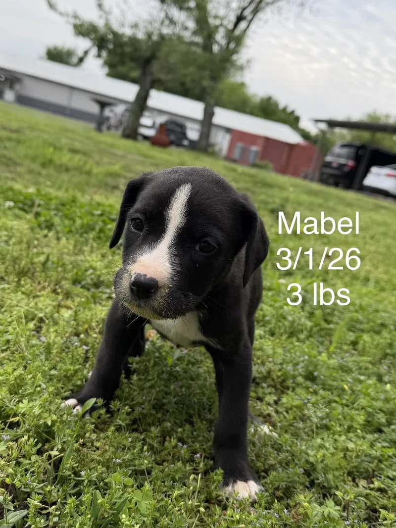 A baby small-sized female Australian Shepherd dog named Mabel for adoption in Welling, OK