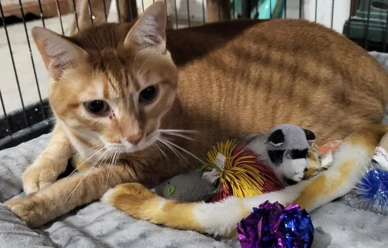 An adult medium-sized female Domestic Short Hair cat named Marmalady for adoption in St. Louis, MO