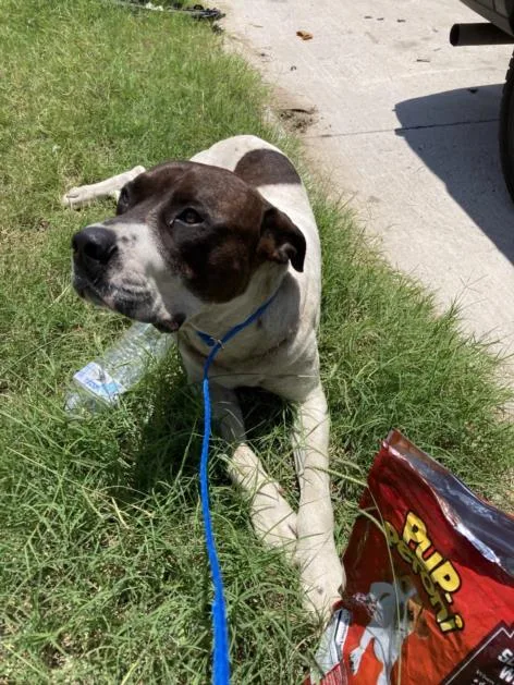 A young large-sized male Mixed Breed dog named Lamar for adoption in Dallas, TX