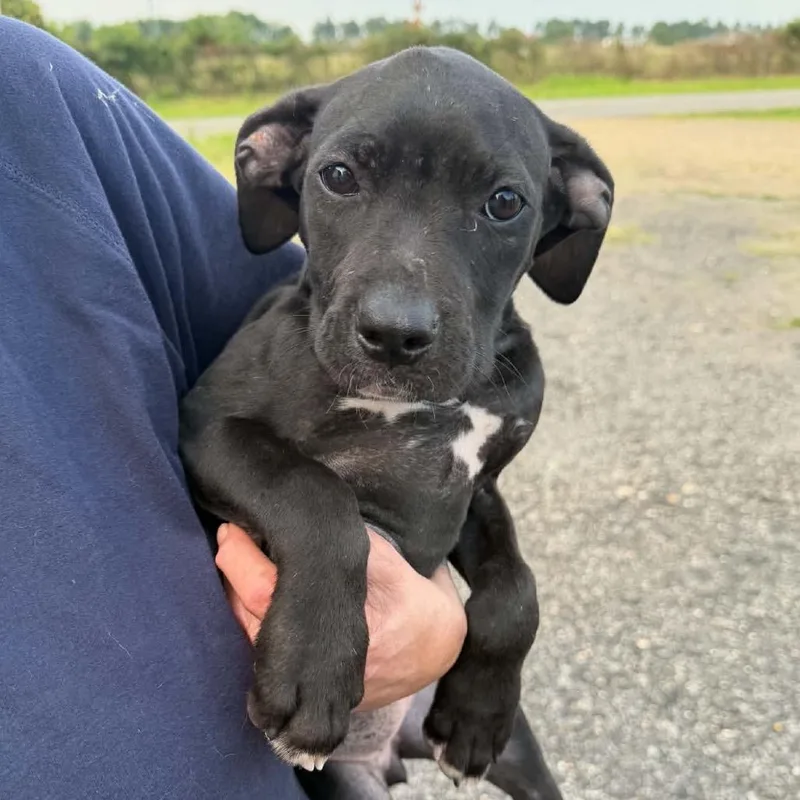 A baby small-sized female Black Mixed Breed dog named Cumulo for adoption in Buffalo, MN