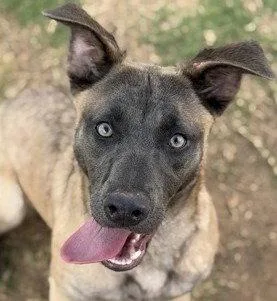 A young medium-sized female Labrador Retriever dog named Hela for adoption in Bloomfield, CT