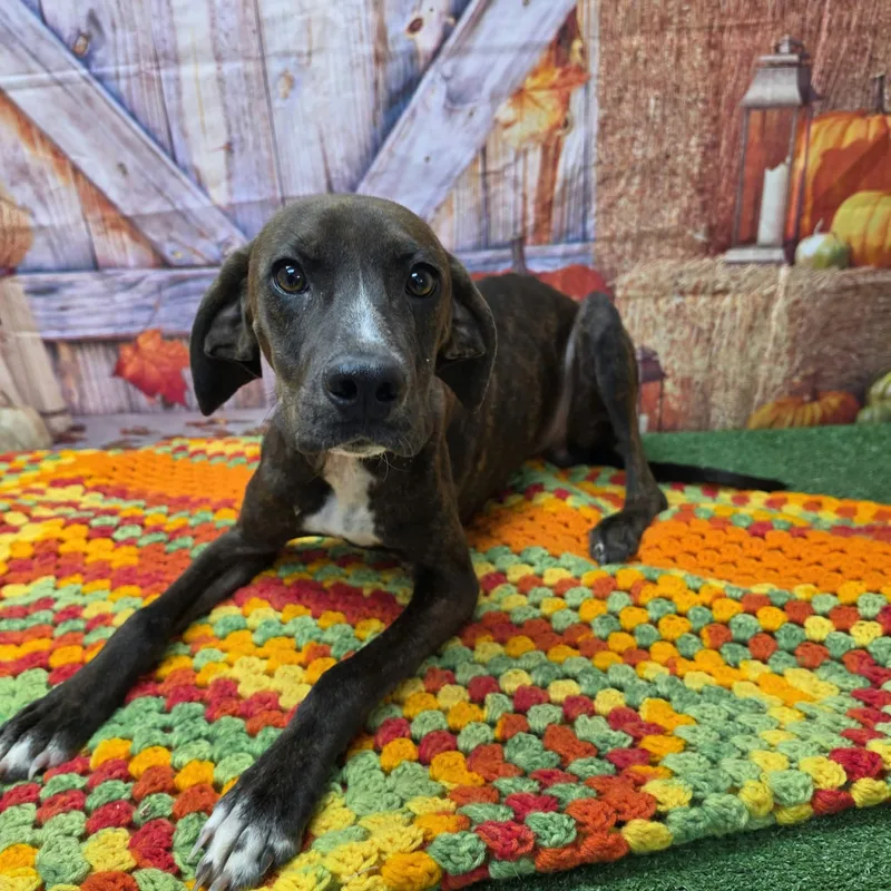 An adult medium-sized male Brindle Plott Hound dog named Brynn for adoption in Statesboro, GA