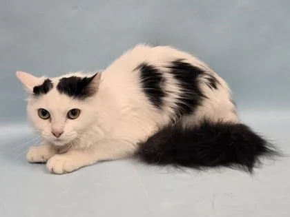 An adult small-sized female Domestic Medium Hair cat named Oreo for adoption in Coon Rapids, MN