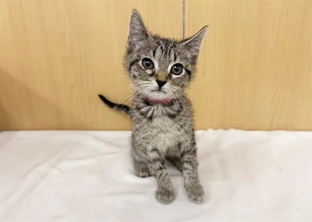 A baby small-sized female Domestic Medium Hair cat named Sneezy for adoption in Saint Louis, MO