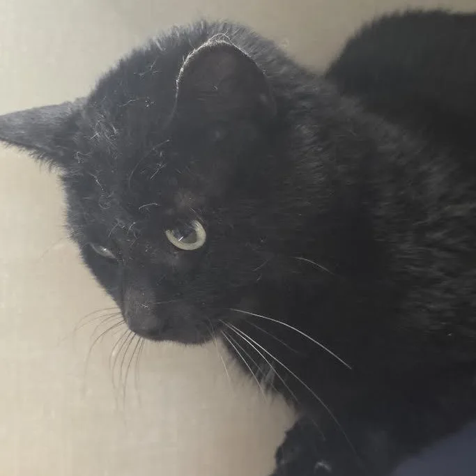 A young medium-sized male Black American Shorthair cat named Darth Vader for adoption in Blue Earth, MN