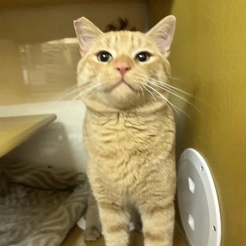 A young medium-sized male Orange / Red Domestic Short Hair cat named Lobster for adoption in Las Vegas, NV