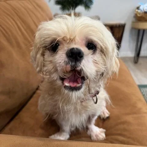 An adult small-sized male White / Cream Shih Tzu dog named Larry for adoption in Indiantown, FL