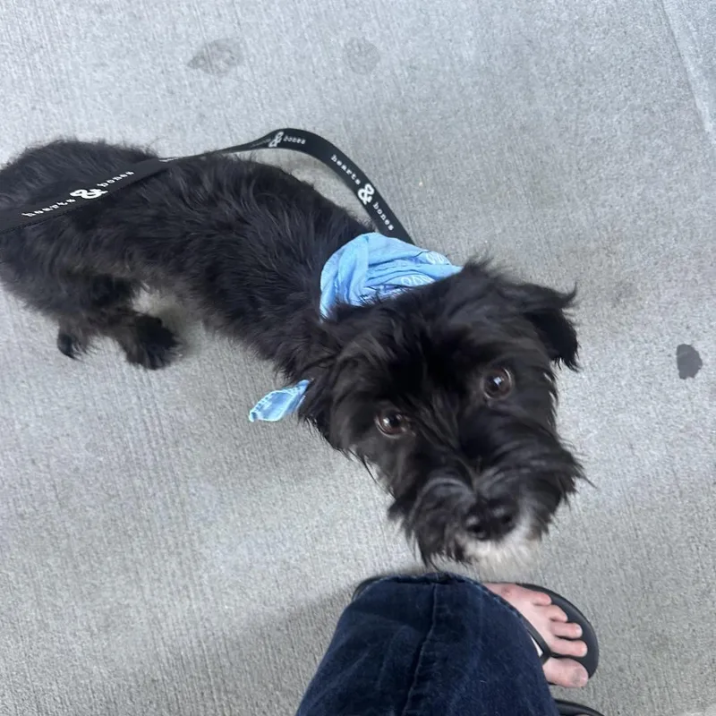 A young small-sized female Black Terrier dog named Rachel for adoption in Brooklyn, NY