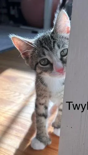 A baby medium-sized female Domestic Short Hair cat named A Twyla for adoption in Windsor, CT