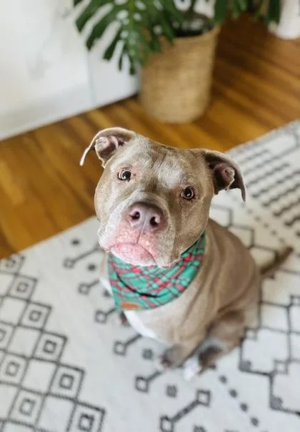 An adult large-sized female Yellow / Tan / Blond / Fawn Pit Bull Terrier dog named Daisy Pearl for adoption in Kansas City, MO