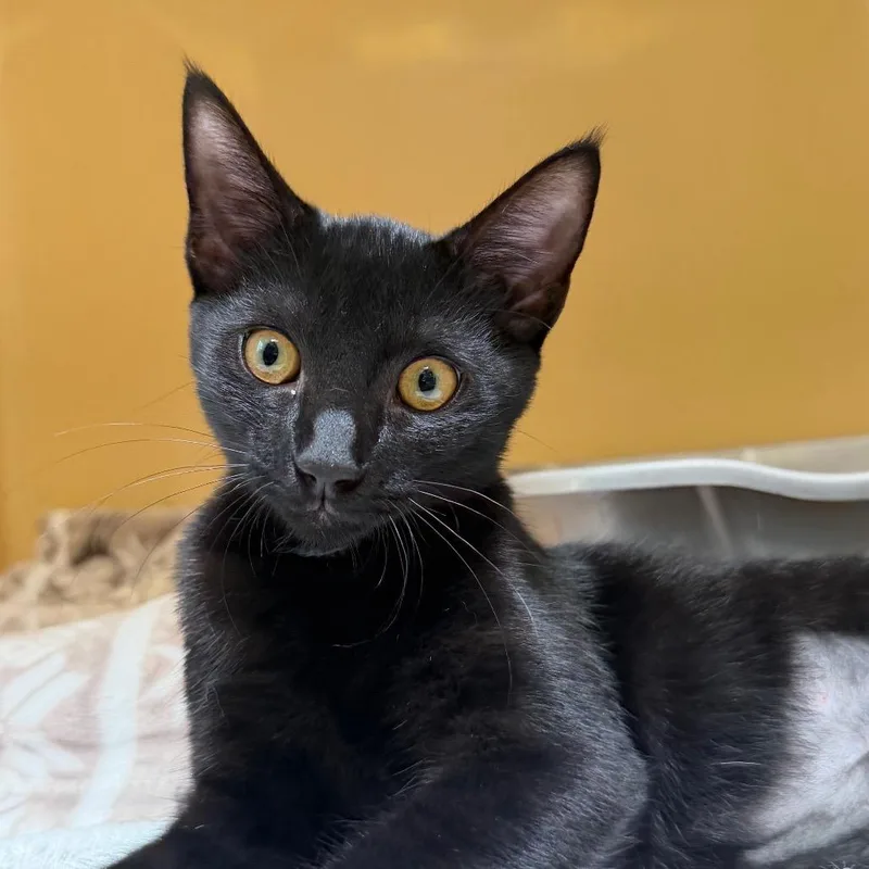 A young medium-sized female Black Domestic Short Hair cat named Mindy for adoption in East Hanover, NJ