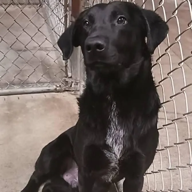 A young medium-sized male Black Labrador Retriever dog named Graham for adoption in Saint Marys, WV