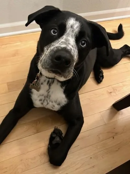 A senior large-sized male Retriever dog named Aj for adoption in Burlington, WI
