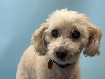 A senior small-sized female Poodle dog named Piper for adoption in Woodbury, MN