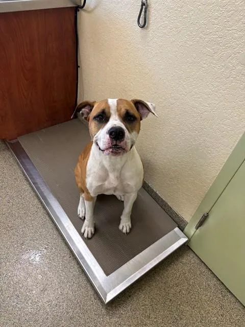 An adult medium-sized female American Bulldog dog named Bowie for adoption in Fort Myers, FL