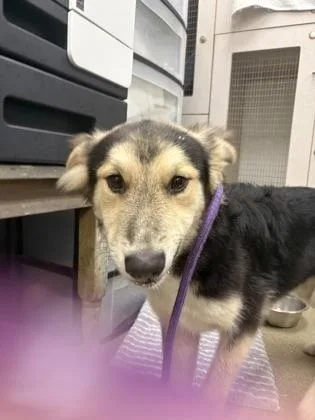 A baby medium-sized female Siberian Husky dog named Bubbles for adoption in Palm Coast, FL