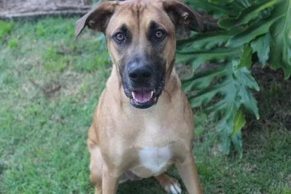 An adult large-sized male Hound dog named Rusty for adoption in Brunswick, GA