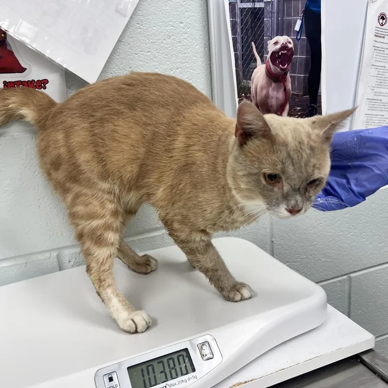 An adult large-sized male Domestic Short Hair cat named Westie for adoption in Chattanooga, TN