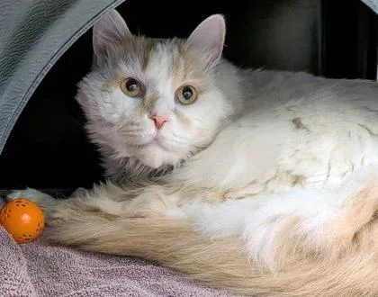 An adult medium-sized male Domestic Medium Hair cat named Puff for adoption in Fishers, IN